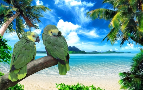 birds-wallpaper-desktopgoodies-005