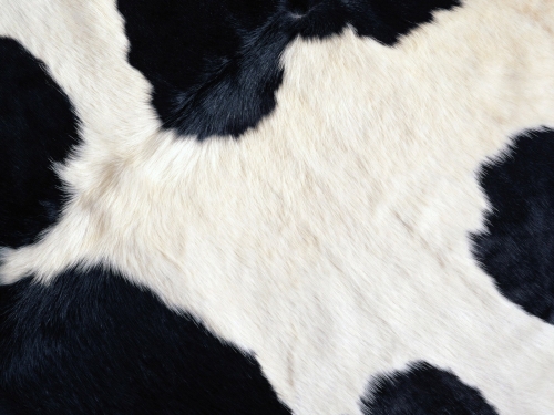cow wallpaper-desktopgoodies-6