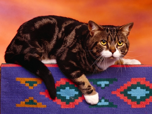 cute-cats-wallpaper-desktopgoodies-001