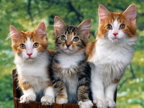 cute-cats-wallpaper-desktopgoodies-002