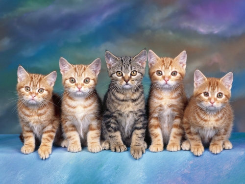 cute-cats-wallpaper-desktopgoodies-004