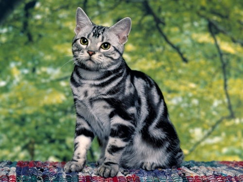 cute-cats-wallpaper-desktopgoodies-006