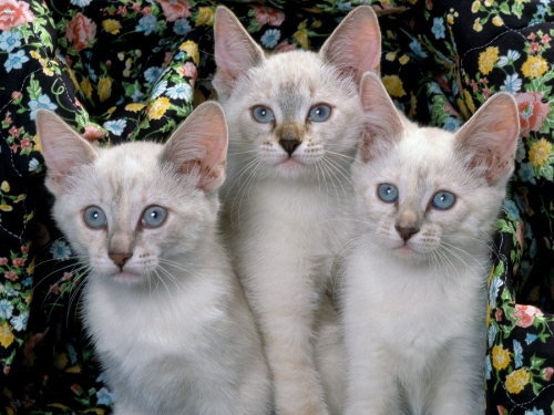 cute-cats-wallpaper-desktopgoodies-007