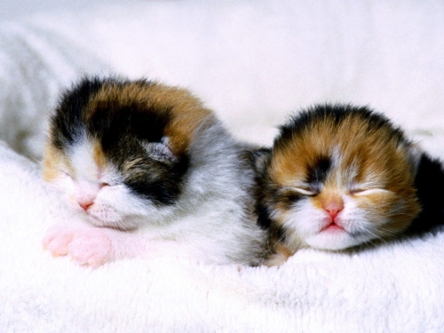 cute-cats-wallpaper-desktopgoodies-008