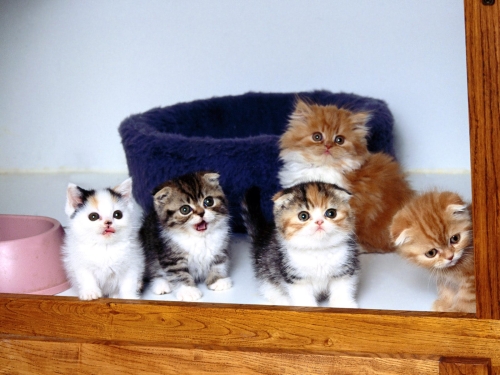 cute-cats-wallpaper-desktopgoodies-011