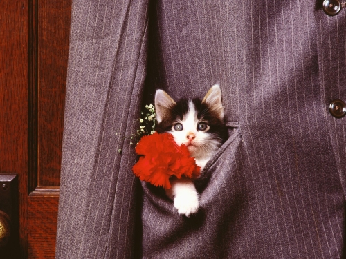 cute-cats-wallpaper-desktopgoodies-012
