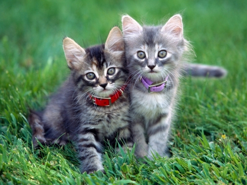 cute-cats-wallpaper-desktopgoodies-014