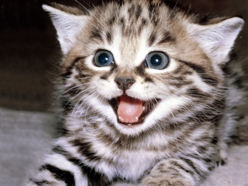 cute-cats-wallpaper-desktopgoodies-015