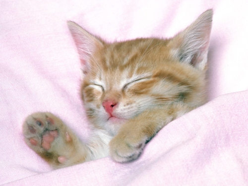 cute-cats-wallpaper-desktopgoodies-016