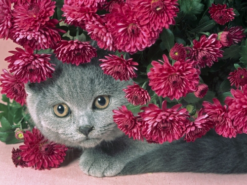 cute-cats-wallpaper-desktopgoodies-017