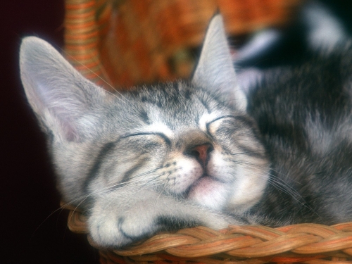 cute-cats-wallpaper-desktopgoodies-018