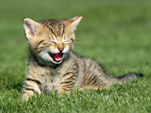 cute-cats-wallpaper-desktopgoodies-023