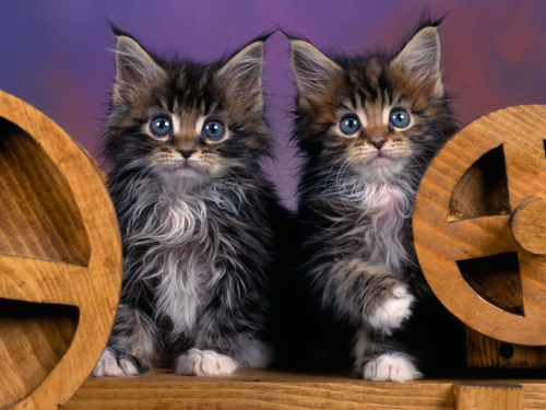 cute-cats-wallpaper-desktopgoodies-025