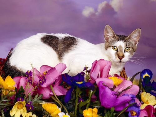 cute-cats-wallpaper-desktopgoodies-027
