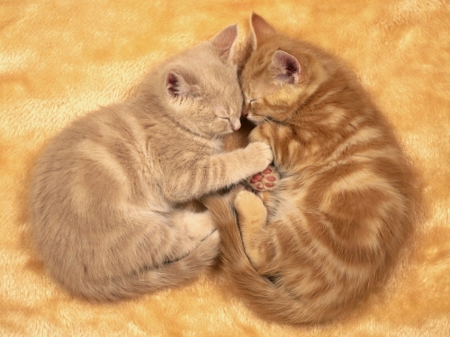 cute-cats-wallpaper-desktopgoodies-031