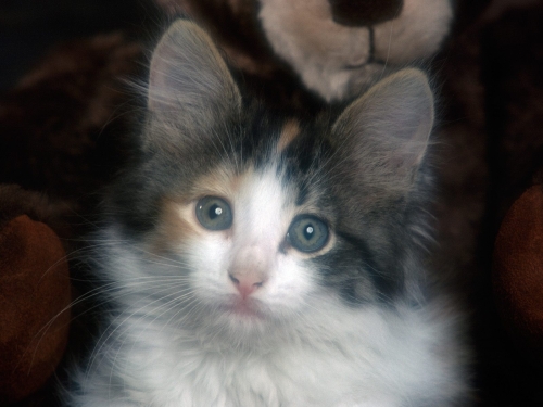 cute-cats-wallpaper-desktopgoodies-033