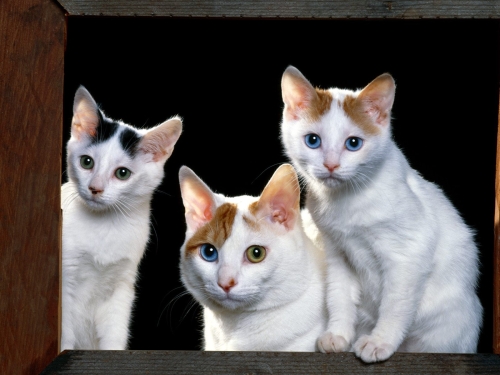 cute-cats-wallpaper-desktopgoodies-034