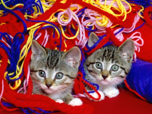 cute-cats-wallpaper-desktopgoodies-037