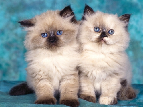 cute-cats-wallpaper-desktopgoodies-038