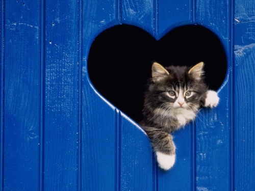 cute-cats-wallpaper-desktopgoodies-040
