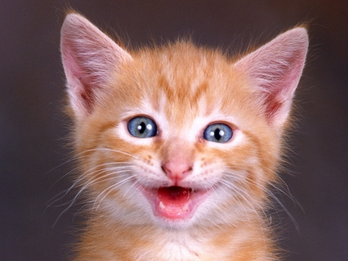 cute-cats-wallpaper-desktopgoodies-041