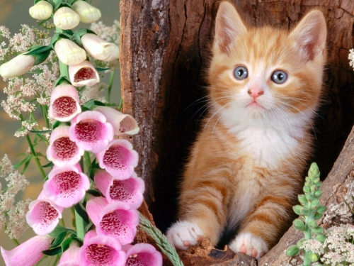cute-cats-wallpaper-desktopgoodies-044