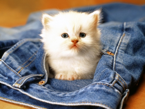 cute-cats-wallpaper-desktopgoodies-047