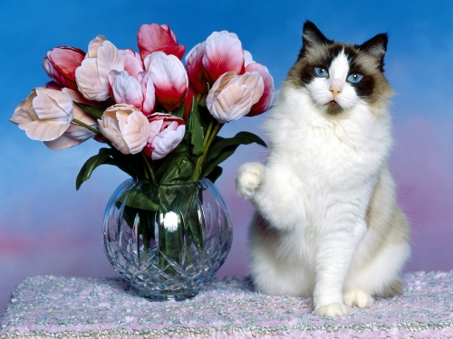cute-cats-wallpaper-desktopgoodies-049