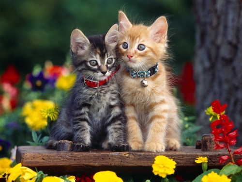 cute-cats-wallpaper-desktopgoodies-050