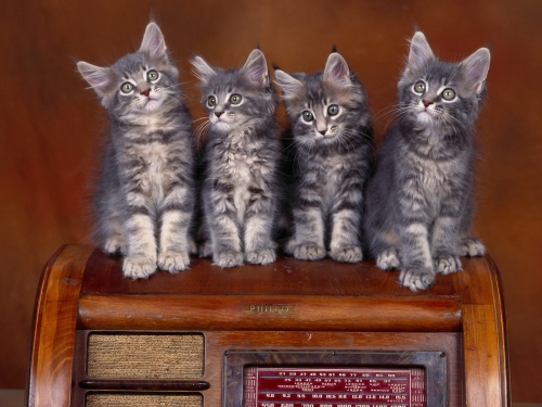 cute-cats-wallpaper-desktopgoodies-051