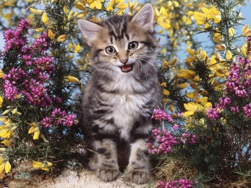 cute-cats-wallpaper-desktopgoodies-052