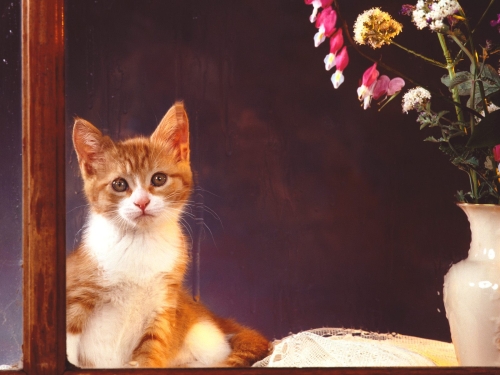cute-cats-wallpaper-desktopgoodies-053