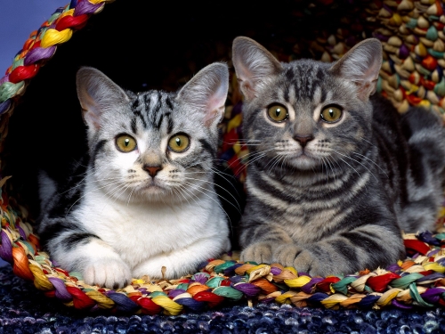 cute-cats-wallpaper-desktopgoodies-056
