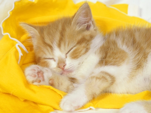 cute-cats-wallpaper-desktopgoodies-057