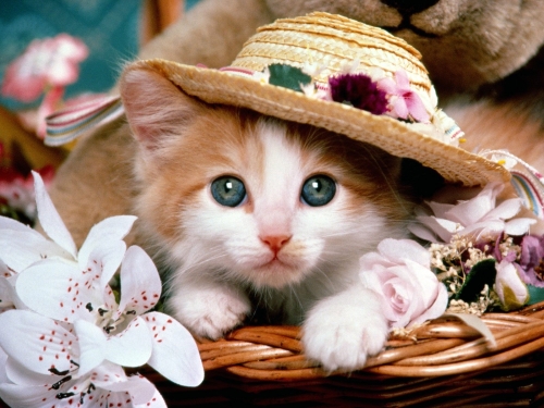 cute-cats-wallpaper-desktopgoodies-058