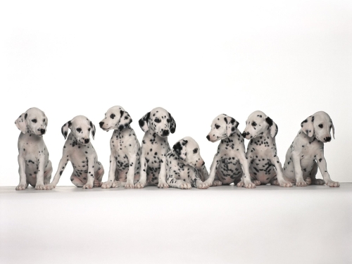 dogs-wallpaper-desktopgoodies-031