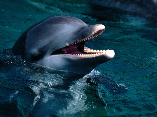 dolphins-wallpaper-desktopgoodies-003