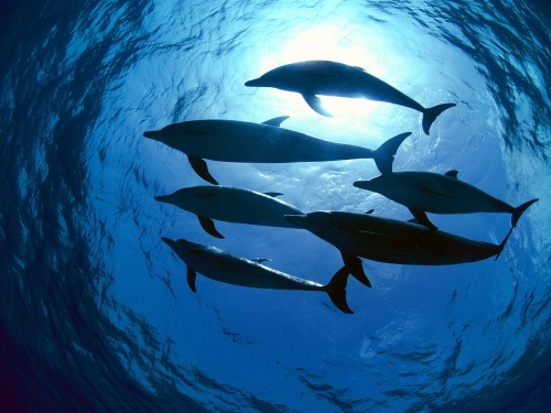 dolphins-wallpaper-desktopgoodies-006