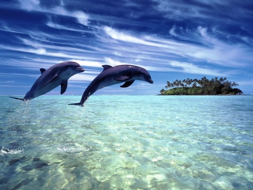 dolphins-wallpaper-desktopgoodies-007