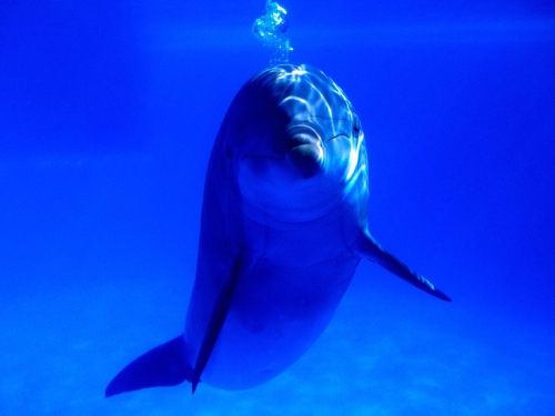 dolphins-wallpaper-desktopgoodies-008