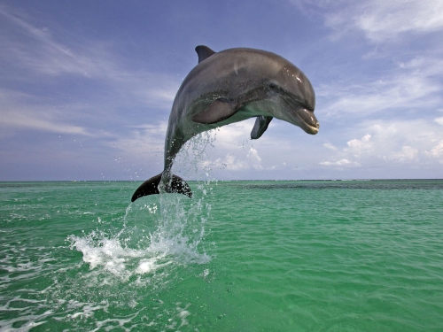 dolphins-wallpaper-desktopgoodies-010