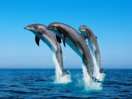 dolphins-wallpaper-desktopgoodies-014