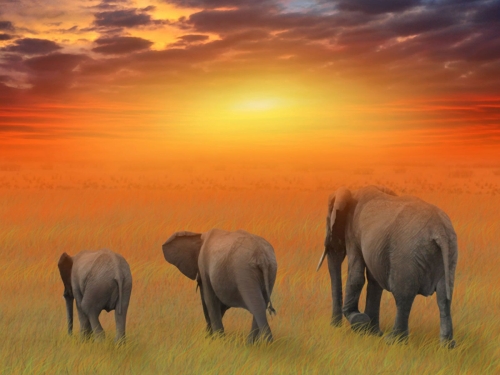 elephants-wallpaper-desktopgoodies-023