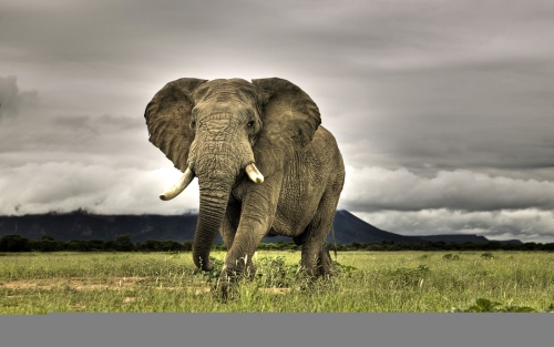 African Elephant Walking on Savanna