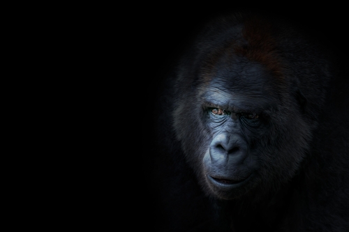 gorilla-wallpaper-desktopgoodies-015