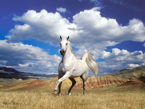 horse-wallpaper-desktopgoodies-014