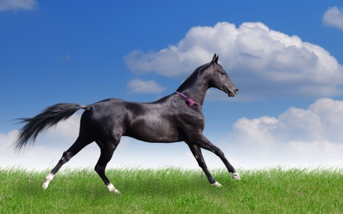 horse-wallpaper-desktopgoodies-020