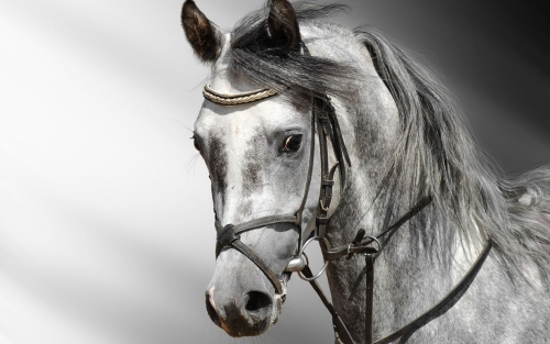 horse-wallpaper-desktopgoodies-028