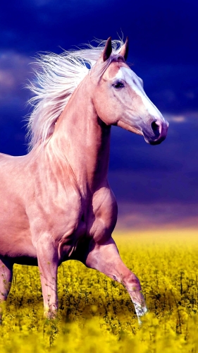horse-mobile-wallpaper-desktopgoodies-002