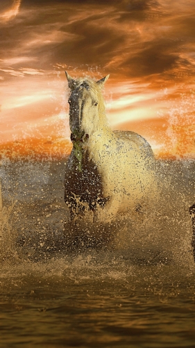 horse-mobile-wallpaper-desktopgoodies-007